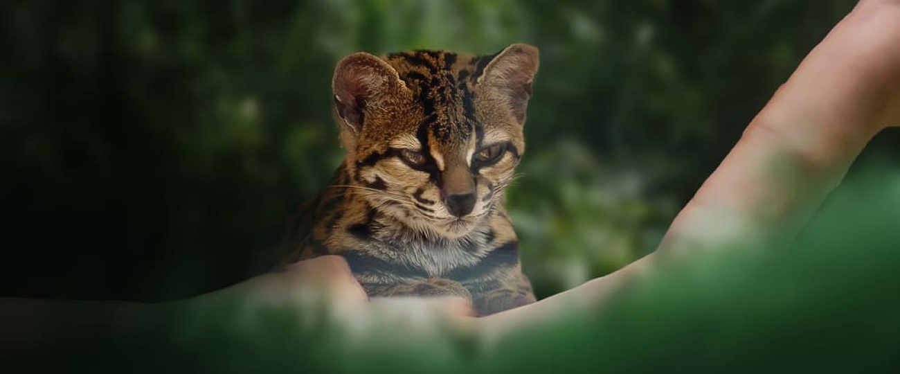 Felinos y biodiversidad: impacto en la economía local panameña