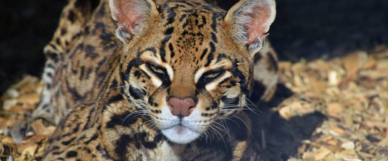 Max van Rijswijk: felinos y salud ecológica en Panamá